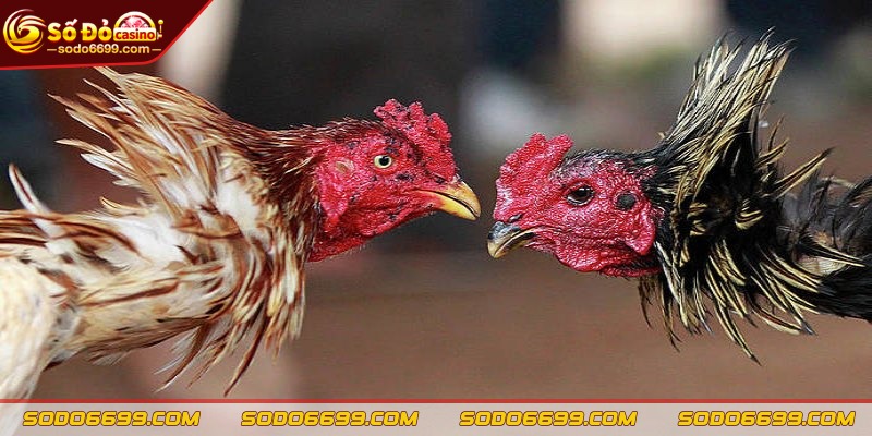 Cá cược dành cho cửa Wala