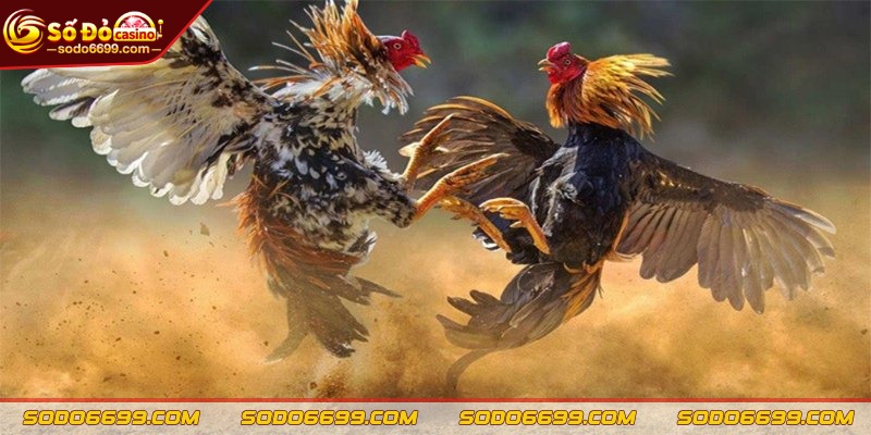 Thông tin sảnh chọi gà WS168
