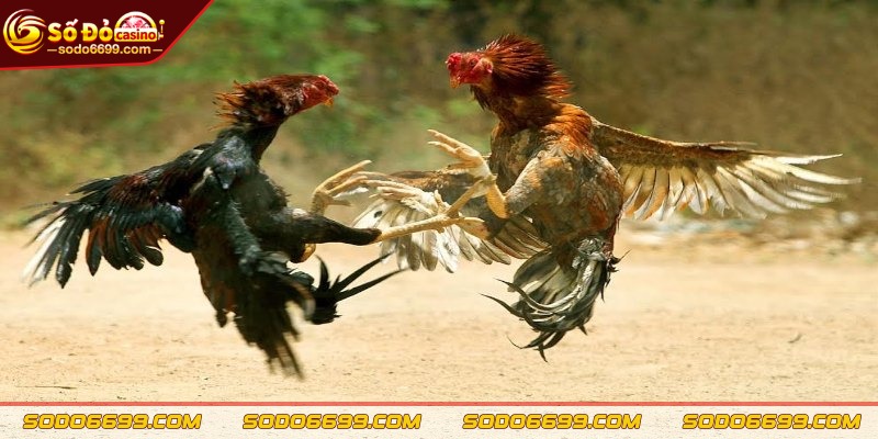 Đá Gà SODO - Hoà Mình Với Trận Giao Tranh Nảy Lửa, Gay Cấn 1 Tổng quan thông tin chuyên mục đá gà